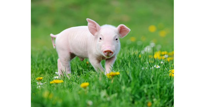 11 of the cutest spring baby animals to 'aww' at in Gloucestershire